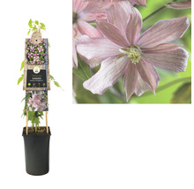 Clematis Montana in pot met klimhulp