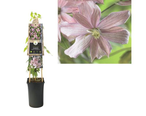 Clematis Montana in pot met klimhulp