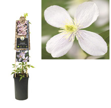 Clematis montana in een pot, samen met een close-up van een enkele bloem
