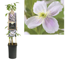 Clematis Montana Pink Perfection in pot