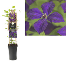 Clematis in pot met klimhulp en bloemafbeelding