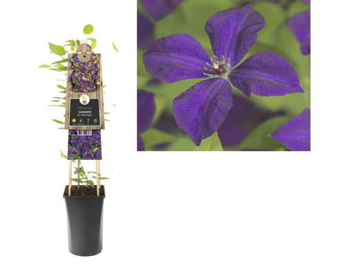 Clematis in pot met klimhulp en bloemafbeelding