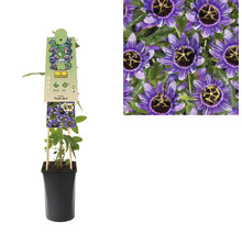 FLORASELF Klimplant passiflora purple haze 2,3 l 53-70 cm Lila-thumb-0