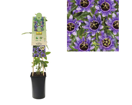 FLORASELF Klimplant passiflora purple haze 2,3 l 53-70 cm Lila-0