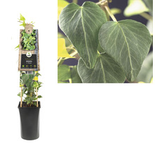 FLORASELF® Klimop hedera 'h. natasja' potmaat Ø16 cm