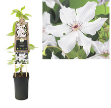 Clematis in pot met klimhulp en bloem