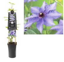 Clematis in een pot met bloem