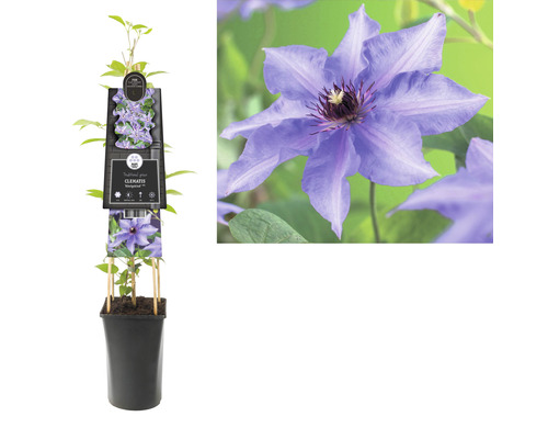 Clematis in een pot met bloem