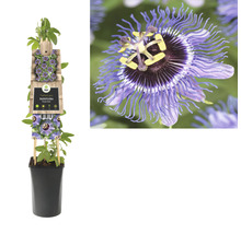 Passiebloem in pot met klimhulp