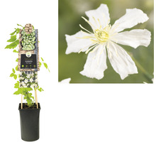 Clematis plant in pot met klimhulp en bloem in detail