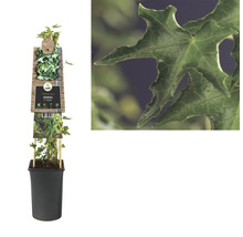 Klimop in pot met detailopname van een klimopblad
