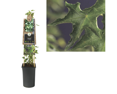 Klimop in pot met detailopname van een klimopblad