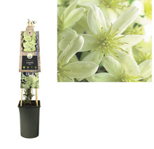 Clematis in pot met klimhulp en close-up van de bloem
