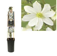 Clematis in pot met klimhulp en bloem