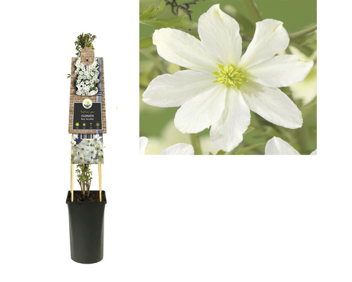 Clematis in pot met klimhulp en bloem