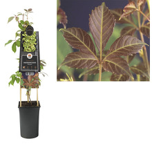 Jonge klimop plant in pot met plantenetiket en close-up van een blad