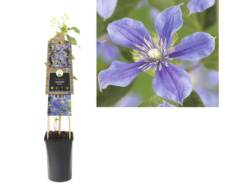 Clematis in pot met klimhulp