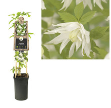 Clematis plant in een pot