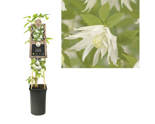 Clematis plant in een pot