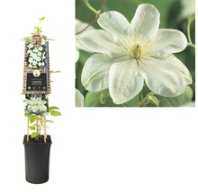 Clematis in pot met klimhulp
