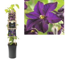 Clematisplant in pot met klimhulp en paarse bloem