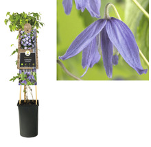 Clematis in pot, een klimplant voor de tuin