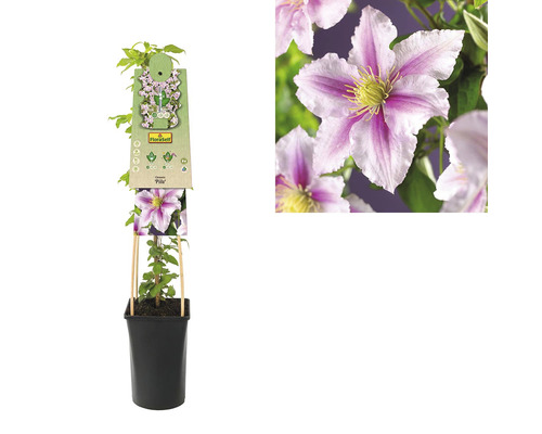 Clematis in pot met klimhulp
