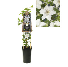 Clematis plant in pot
