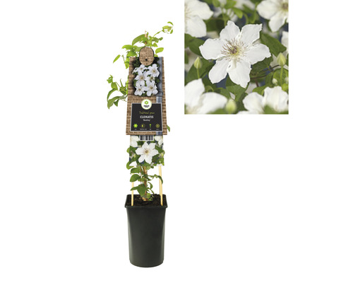 Clematis plant in pot