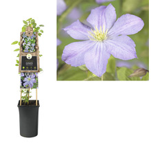 Clematis plant in pot met klimhulp en bloem in detail