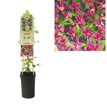 FLORASELF® Clematis 'Princess Diana' Ø16 cm roze
