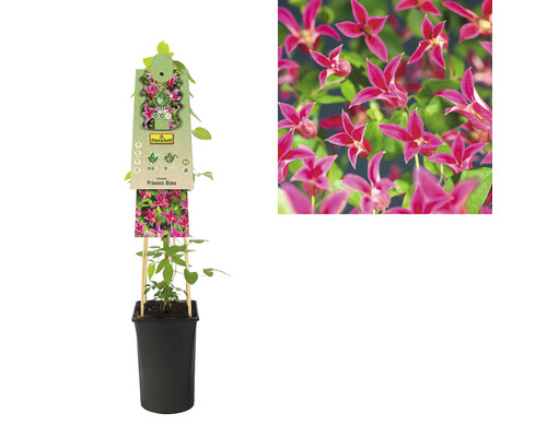 Clematis Princess Diana in pot met klimhulp en close-up van de bloem