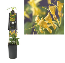 De afbeelding toont een Mandevilla klimplant in pot voor gebruik in de tuinbouw.
