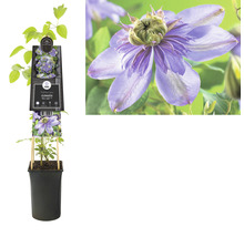 Clematis Blue Light plant in pot