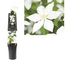 Clematis in pot met witte bloemen