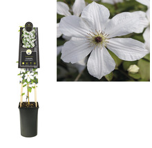 Clematis in pot met klimhulp en witte bloemen