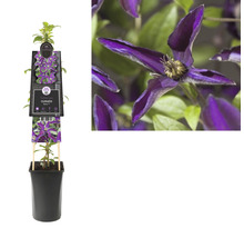 Clematis in pot met klimhulp