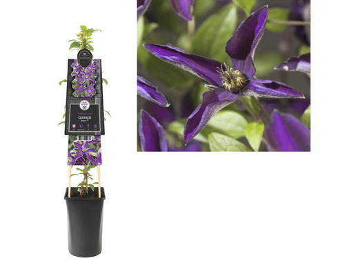 Clematis in pot met klimhulp