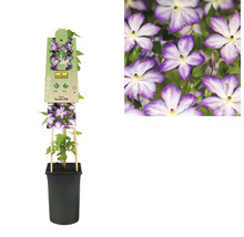 Clematis in een pot met klimhulp