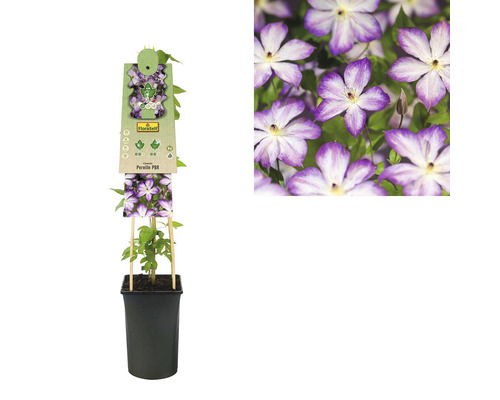 Clematis in een pot met klimhulp