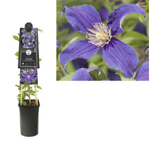 Clematis in pot met steunstokken en bloem