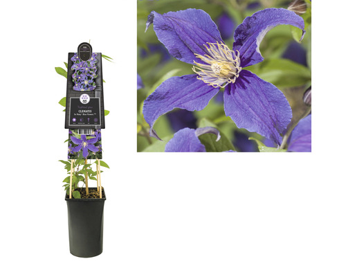 Clematis in pot met steunstokken en bloem