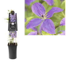 Clematis in pot met klimhulp