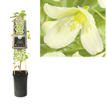 Clematis plant in pot met bloem