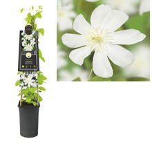 Clematis in pot met witte bloemen