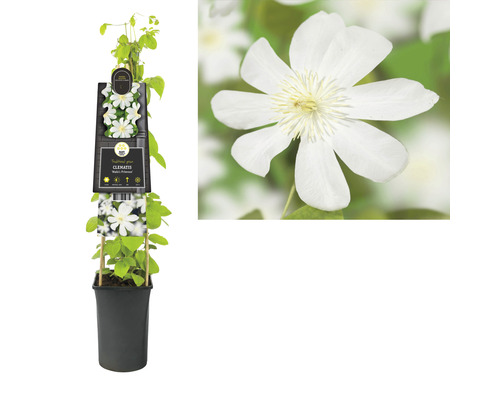 Clematis in pot met witte bloemen