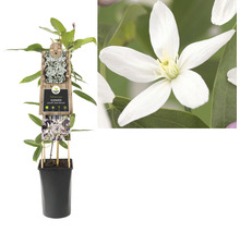 Clematis plant in pot met bloem