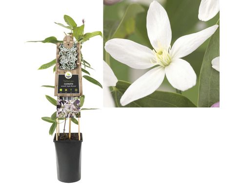 Clematis plant in pot met bloem