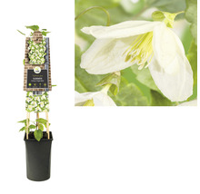 Clematis plant in een pot met klimhulp