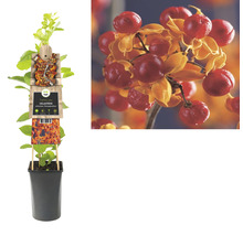 FLORASELF® Boomwurger celastrus 'orbi hermaphroditus' potmaat Ø16 cm